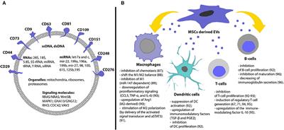 Therapeutic Application of Mesenchymal Stem Cells Derived Extracellular Vesicles for Immunomodulation